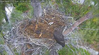 Captiva Eagle Cam 06032024 0748 [upl. by Assyli548]