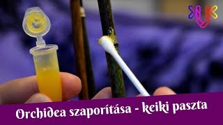 Orchidea szaporítása  Keiki paszta használata lepkeorchideák esetében [upl. by Frasier690]