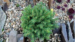 Picea abies Little Gem [upl. by Enyallij826]