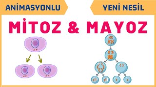 Mitoz Bölünme vs Mayoz Bölünme Karşılaştırma [upl. by Ennagrom]