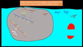 4 Model of polypeptide synthesis HSC biology [upl. by Annaeoj]