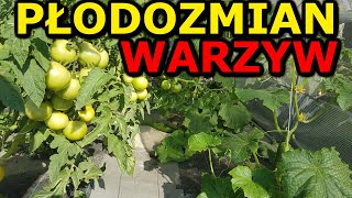 Płodozmian Warzyw  zobacz jakie warzywa uprawiać po sobie  Zaplanuj Warzywnik [upl. by Eikcin443]