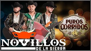 Novillos de la Sierra  Grandes Exitos  Puros Corridos Mix  Las Mas Llegadoras [upl. by Kissie]