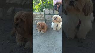 Dog motivation video 🦮🦮🦮 motivation shorts shortvideo subscribe channel [upl. by Leseil]