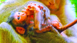 Most actions of newborn monkey babies after the mother giving birth look too very cute [upl. by Gala647]