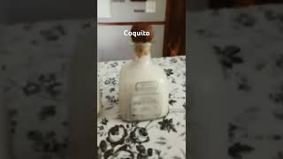 Coquito best drink out there [upl. by Acilef]