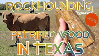 ROCKHOUNDING FOR PETRIFIED AGATIZED amp OPALIZED WOOD AND FOSSILS IN THE GREAT STATE OF TEXAS [upl. by Forsyth]