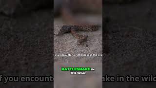 Rattlesnakes Understanding Their True Nature and Role [upl. by Noyerb]