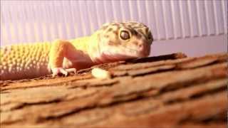 Leopard Gecko Health Check [upl. by Tarton]