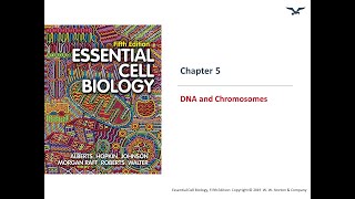 DNA amp Chromosomes Structure [upl. by Herstein823]