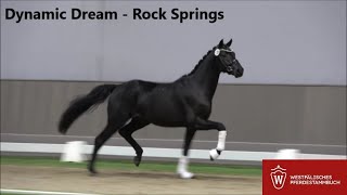 Hengst von DYNAMIC DREAM  ROCK SPRINGS quotVorauswahl Westfalenquot 2024 [upl. by Lydon645]