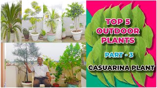 Top 5 Outdoor Plants  Part 3  Casuarina Plant  2021 [upl. by Nehr911]