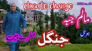 Unplanned Hotel Construction Threatens Malam Jabba Forest A Call for Conservation climatechange [upl. by Wennerholn408]