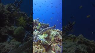 This is a trumpet fish 🎺 How cool ocean wildlife scubadiving marineworld oceancreatures [upl. by Snowber949]