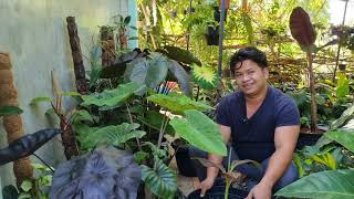 How should you raise you Colocasia thefirstplant [upl. by Ilan545]