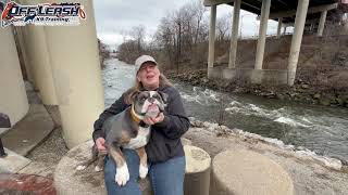 Maverick  6 Month Old Bulldog  Best Dog Trainer Cleveland Ohio [upl. by Myles]