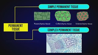 What are Permanent Tissues  Simple Tissue  Parenchyma Collenchyma amp Sclerenchyma [upl. by Marj725]