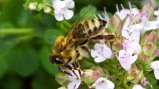 Carniolan Honey Bee [upl. by Hacissej]