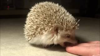 Two Hedgehog Bite Attacks In Slow Motion [upl. by Mendez]