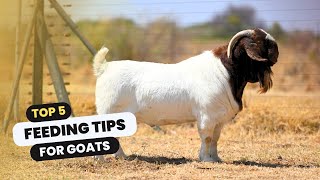 5 feeding tips for goats  Boer Goat Farming [upl. by Held]