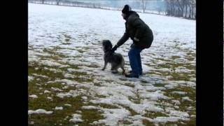 Standard Schnauzer Salt and Pepper Protection Training CAL1CAL2 Pepe 14 months old [upl. by Odrude783]