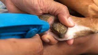 Removing canine hyperkeratosis [upl. by Leahcimnhoj]