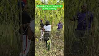 First Industrial Hemp Grow in Hampton County SC  Bossville Farms [upl. by Rudin49]