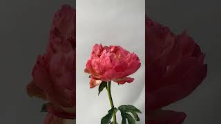 Peony Flower TimeLapse [upl. by Eveneg530]