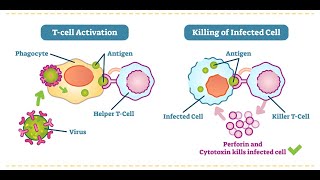 Mitochondrial dysfunction in Tcells and the impact on health and healing from cancer or infection [upl. by Valiant]