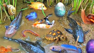 Amazing Catching Goldfish Koi Fish Ornamental Fish Frogs or American Turtle  Made forfish 10 [upl. by Addison]