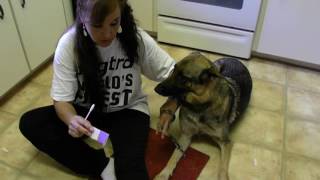 Degenerative myelopathy DNA test German Shepherd [upl. by Acirederf324]