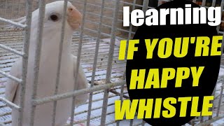 My Cockatiel Learning If Youre Happy Singing [upl. by Ross]