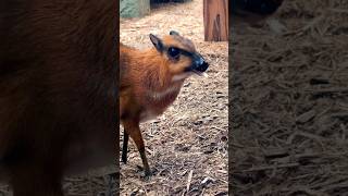 This is a “Mouse Deer” Super Cute Small Hoofed Mammal [upl. by Tiedeman]