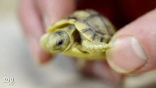 Tiny Baby Egyptian Tortoise Up Close [upl. by Giefer49]