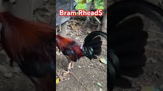 BramRheadS roundhead broodstag gamefowl cuttingskills experiment music [upl. by Ronoel]