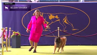 Belgian Tervuren  Breed Judging 2024 [upl. by Ynohtnaed377]