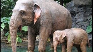 Jungle River Cruise Hong Kong Disneyland POV [upl. by Emerick]