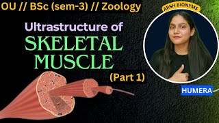 ultrastructure of skeletal muscle part 1  Osmania University  BSc Zoology  sem 3  Humera [upl. by Ssur]