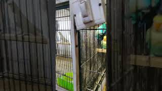 love birds sounds lovebirds lovebird sound viral pets birds birdslover animalshorts viral [upl. by Awad]