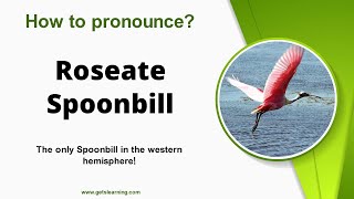 How to say Roseate Spoonbill in English correctly [upl. by Ecnerol]