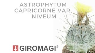 Astrophytum capricorne var niveum [upl. by Alfons]