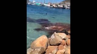 This is how sperm whales avoid their enemies [upl. by Nueoht]