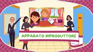 Apparato riproduttore femminile  Anatomia per bambini [upl. by Yrbua]