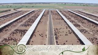 Coonamble feedlot NSW [upl. by Alisen]