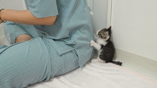 A Baby Kitten Wants to Help Humans When They Work [upl. by Carolin685]