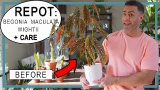 Repotting  Caring for my Angel Wing Polka Dot Begonia Maculata Wightii Crucial Care Tips  Repot [upl. by Ppilihp739]