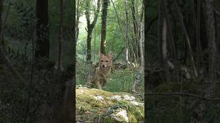 Sciacalli sul carso triestino  fototrappola trailcam animali shorts [upl. by Orella]