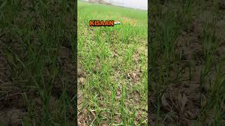 Kisaan Hain Bhai  Kisaan Status🌾🌾👍 youtube new kisaan shortfeed status viralvideo [upl. by Annaerdna]