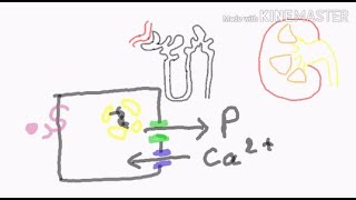 physiologie de la parathyroide  régulation phosphocalcique [upl. by Adidnere]