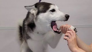 Screaming Husky dog tells off the groomer [upl. by Kcid]